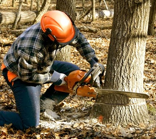 Tree Removal in Erick, OK
